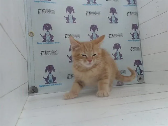 A baby small-sized male Domestic Short Hair cat named Jonesy for adoption in Orlando, FL