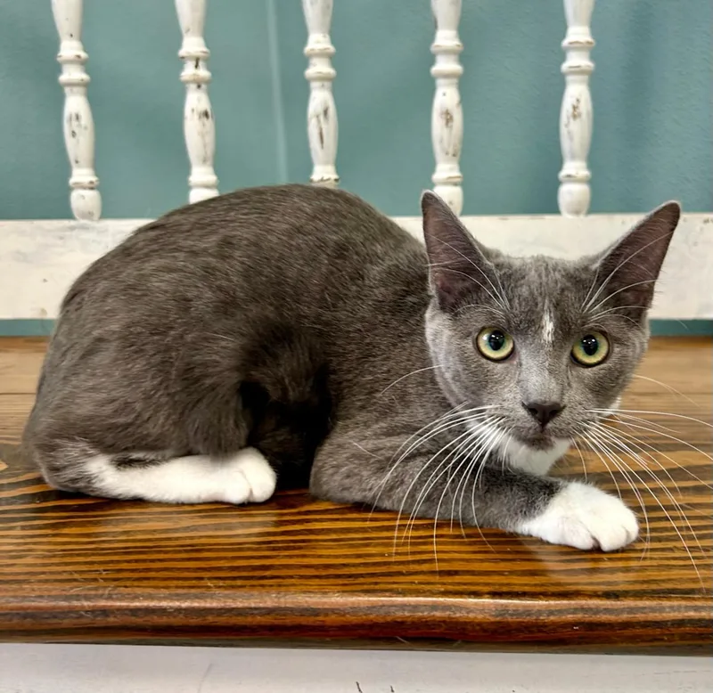 A young medium-sized female Gray & White Domestic Short Hair cat named Opal for adoption in Decatur, IL