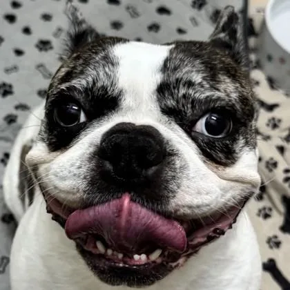 A young medium-sized female French Bulldog dog named Lily for adoption in Pleasanton, CA