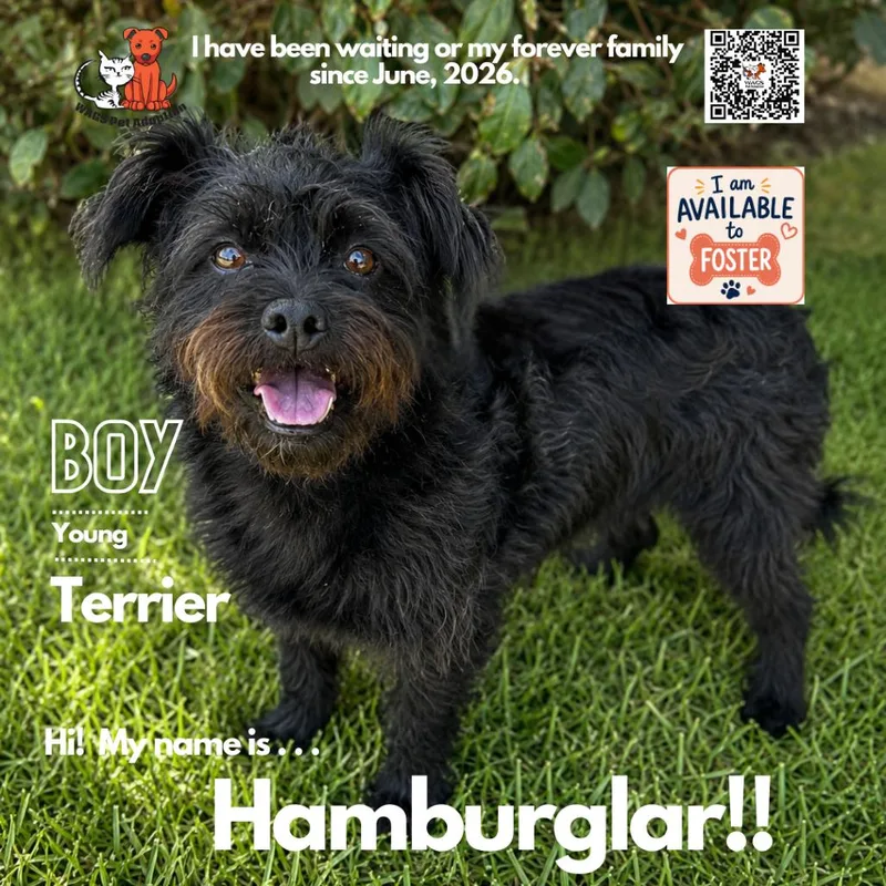 Hamburglar thumbnail 2
