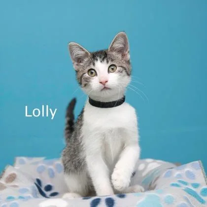 Lolly