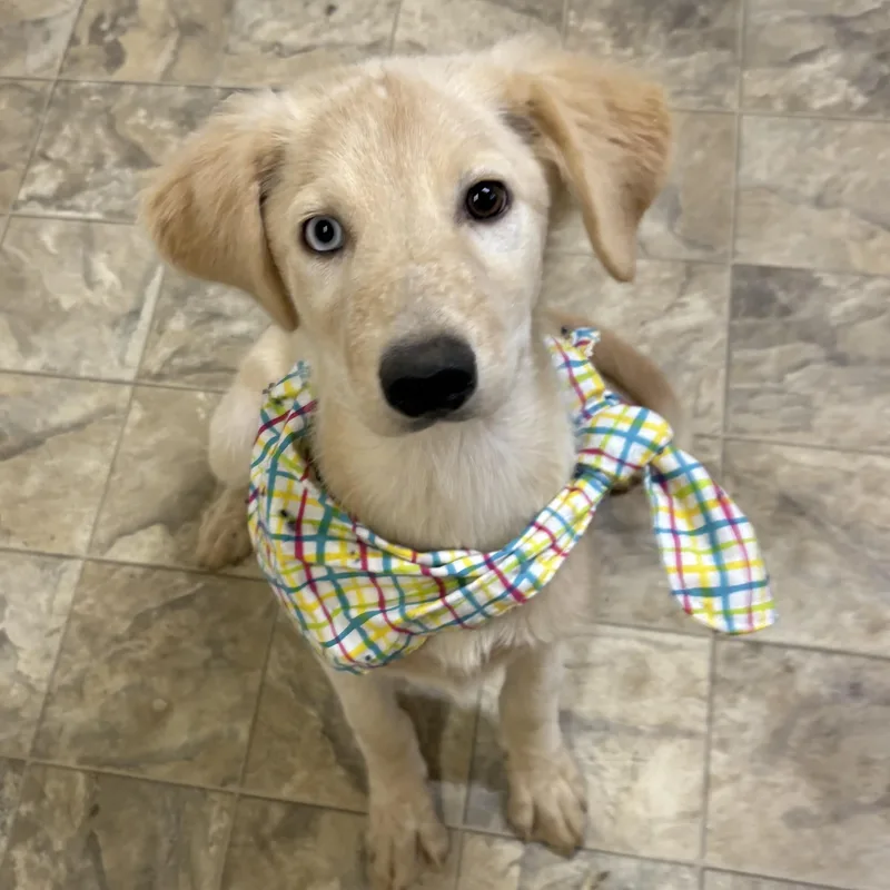 A young medium-sized female Yellow / Tan / Blond / Fawn Mixed Breed dog named Ana for adoption in Pilot Point, TX