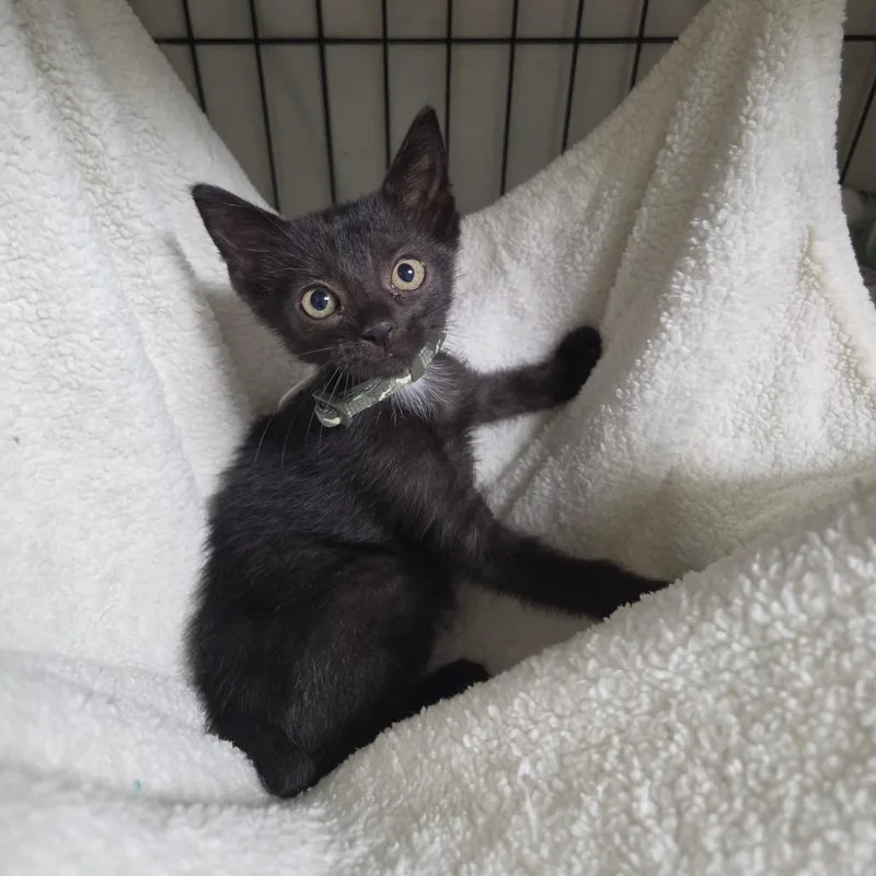 A baby small-sized male Domestic Short Hair cat named Knights for adoption in Normal, IL