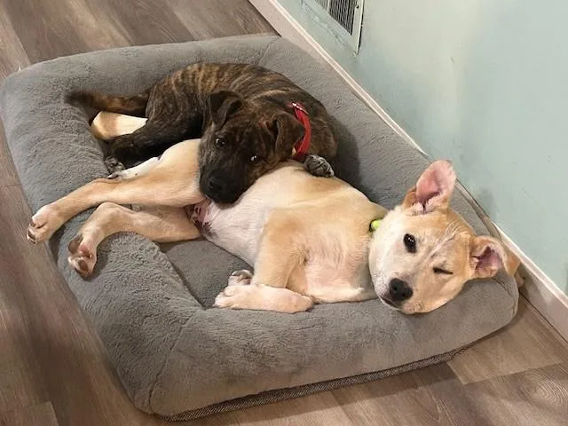 Bailey Spirits  Local thumbnail 2