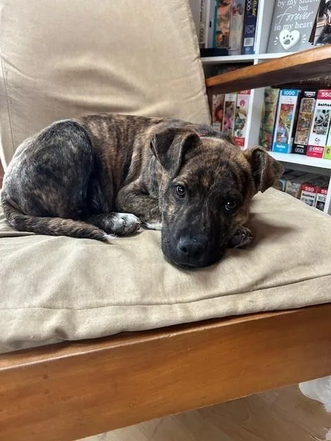 Bailey Spirits Local