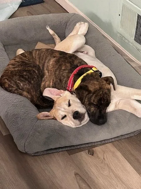 Bailey Spirits  Local thumbnail 6