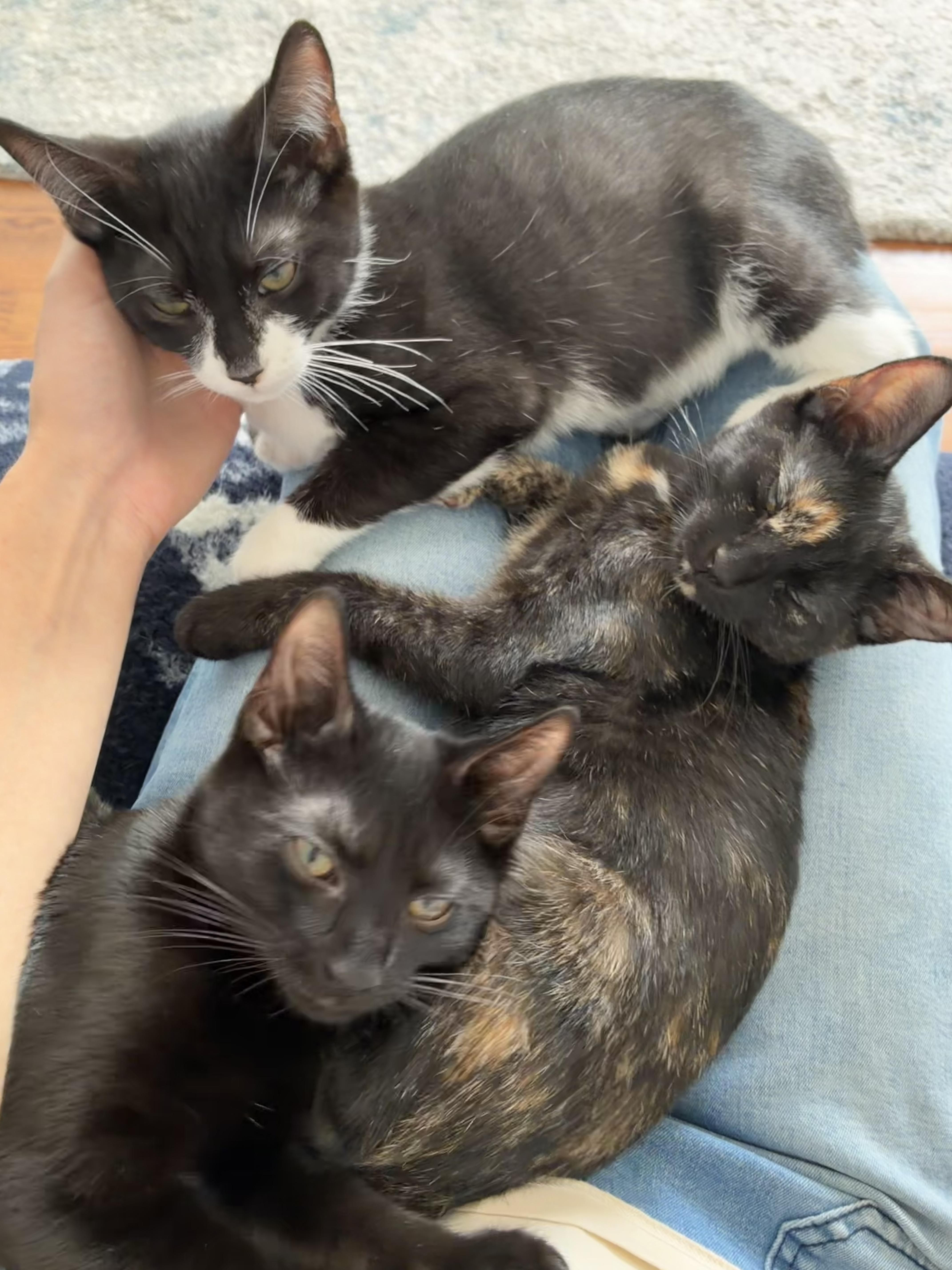 A baby medium-sized female Tortoiseshell Domestic Short Hair cat named Warrior Cat Tawnypelt for adoption in Leesburg, VA
