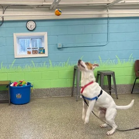 An adult medium-sized male Brown / Chocolate Terrier dog named Chance for adoption in Falls Church, VA