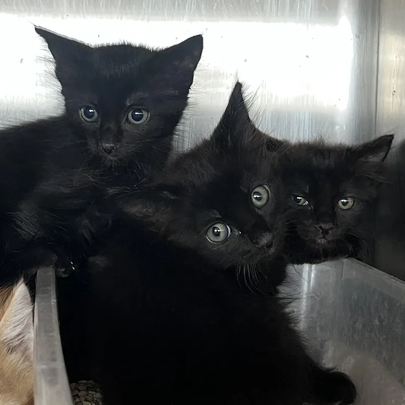 A baby medium-sized male Black Domestic Short Hair cat named Blackstar for adoption in Washington, UT
