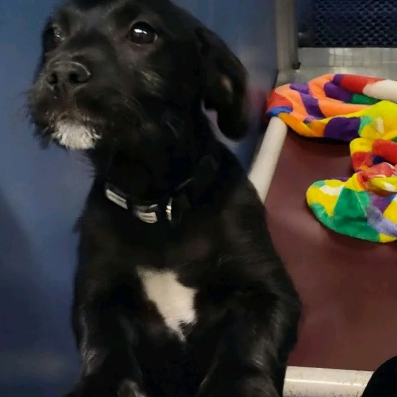 A baby medium-sized female Black Mixed Breed dog named Tilly for adoption in Norfolk, NE