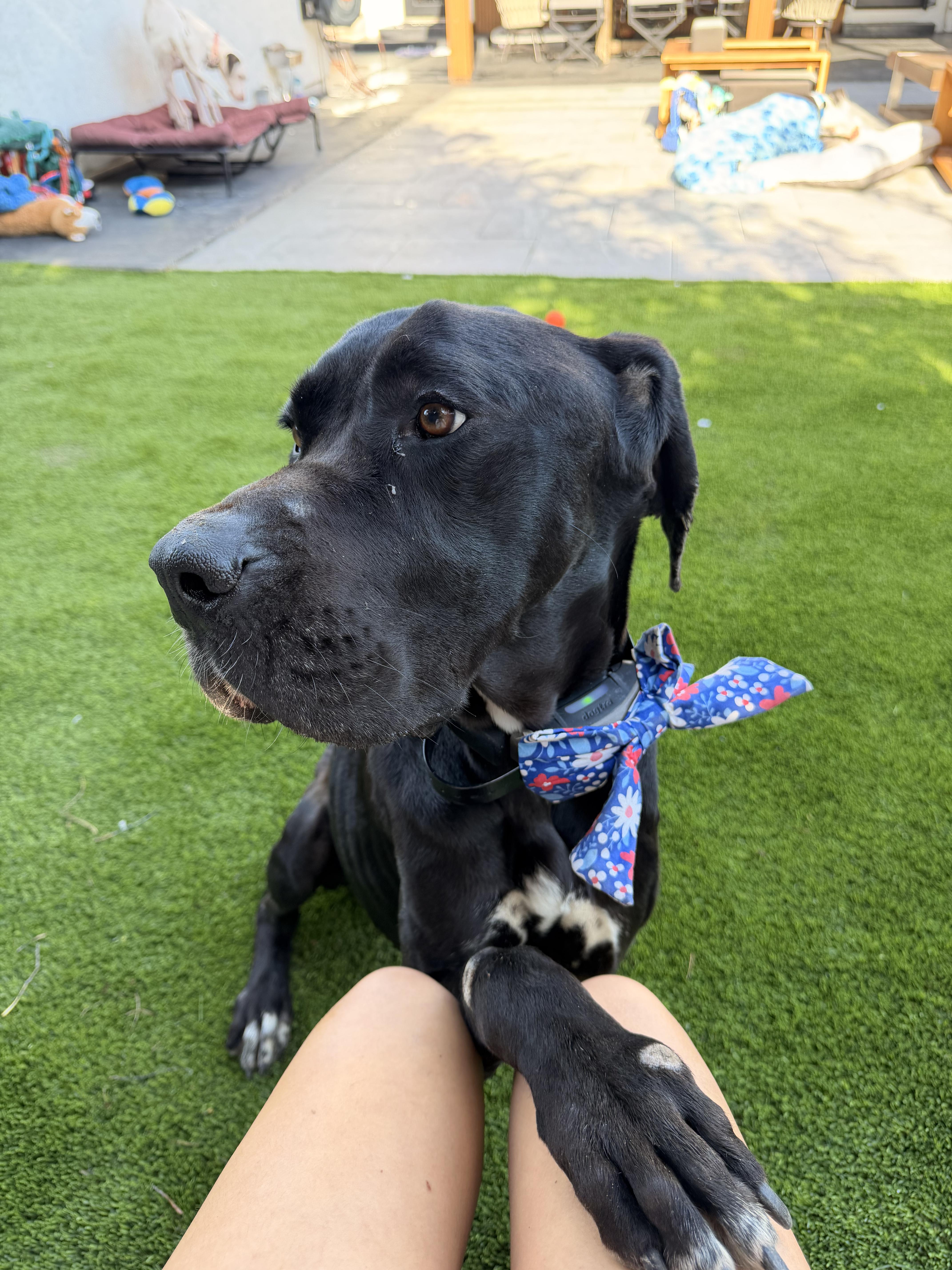 An adult extra large-sized female Black Great Dane dog named Onyx for adoption in Long Beach, CA