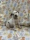 A baby medium-sized male Dalmatian dog named Snowball for adoption in Morton Grove, IL