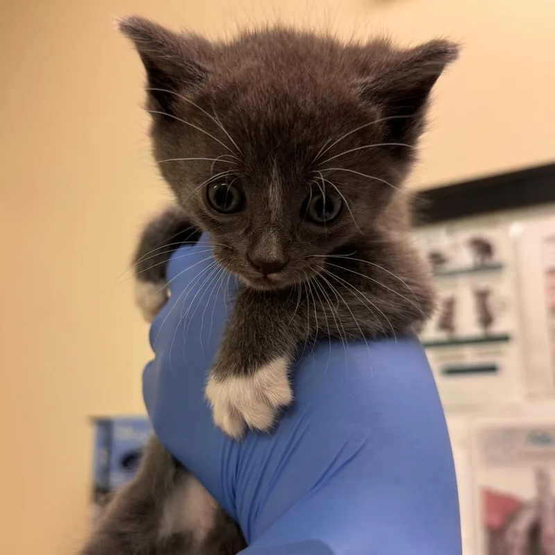 A baby small-sized female White Domestic Short Hair cat named Mousse for adoption in Lynchburg, VA