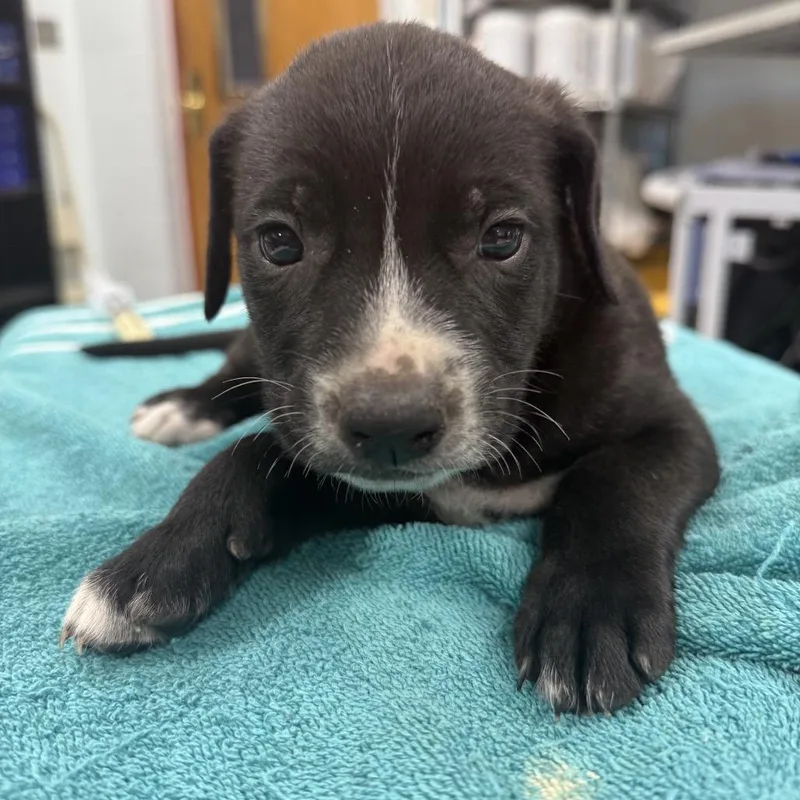 A baby small-sized male Black Pit Bull Terrier dog named Balsam for adoption in East Saint Louis, IL