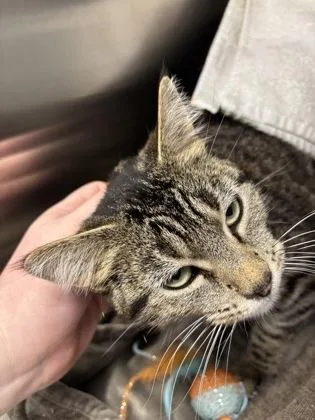 An adult medium-sized female Brown / Chocolate Domestic Short Hair cat named Jinkx Monsoon for adoption in Kansas City, MO