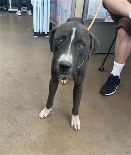 A young medium-sized male Mixed Breed dog named Herring for adoption in Dallas, TX