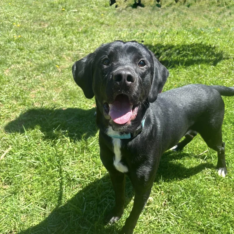 An adult medium-sized male Black Labrador Retriever dog named Wesley for adoption in Syracuse, NY