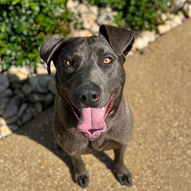 An adult medium-sized male Gray / Blue / Silver Labrador Retriever dog named Yoshi for adoption in Chesapeake, VA