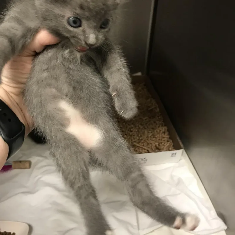 A baby small-sized female Gray / Blue / Silver Domestic Short Hair cat named Grimace for adoption in Lynchburg, VA