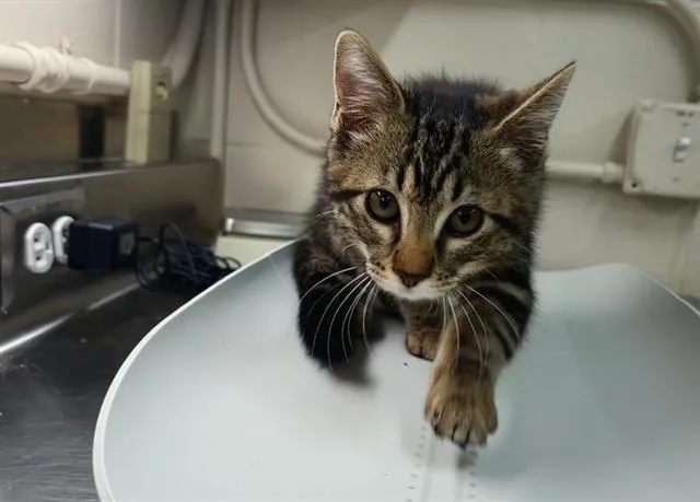 A baby small-sized female Domestic Short Hair cat named Butterscotch for adoption in Grand Prairie, TX