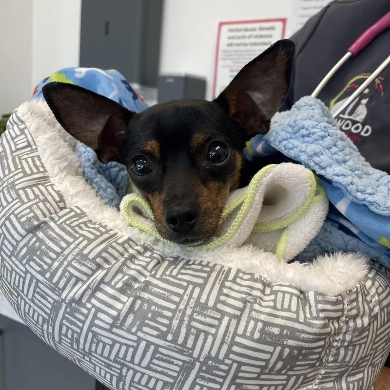 An adult small-sized male Black Miniature Pinscher dog named Cam for adoption in Austell, GA