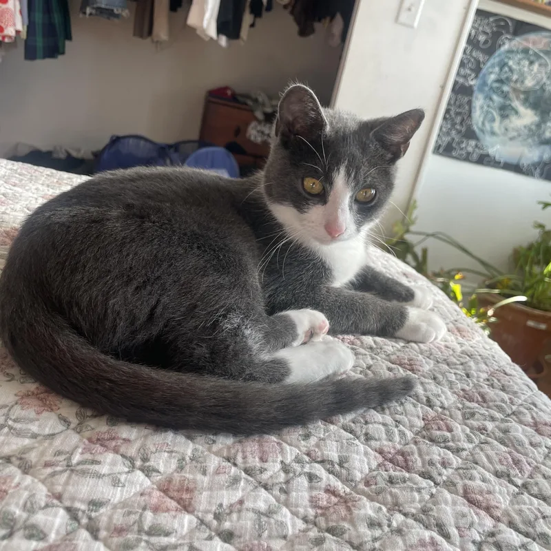A baby medium-sized female Gray & White Domestic Short Hair cat named Annie for adoption in Philadelphia, PA