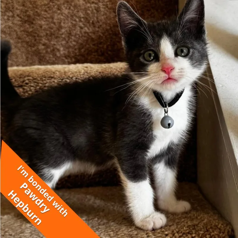 A baby small-sized male Gray / Blue / Silver Domestic Short Hair cat named Joe for adoption in Pleasant Hill, CA