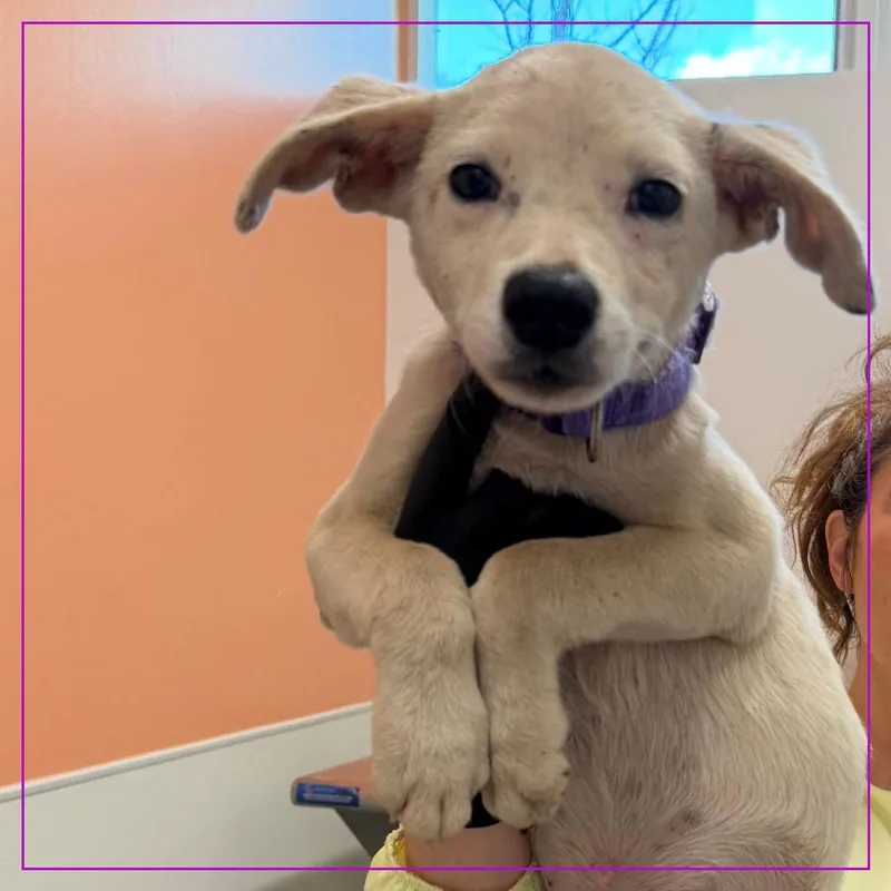 A baby medium-sized female Mixed Breed dog named Manzana for adoption in Austin, TX