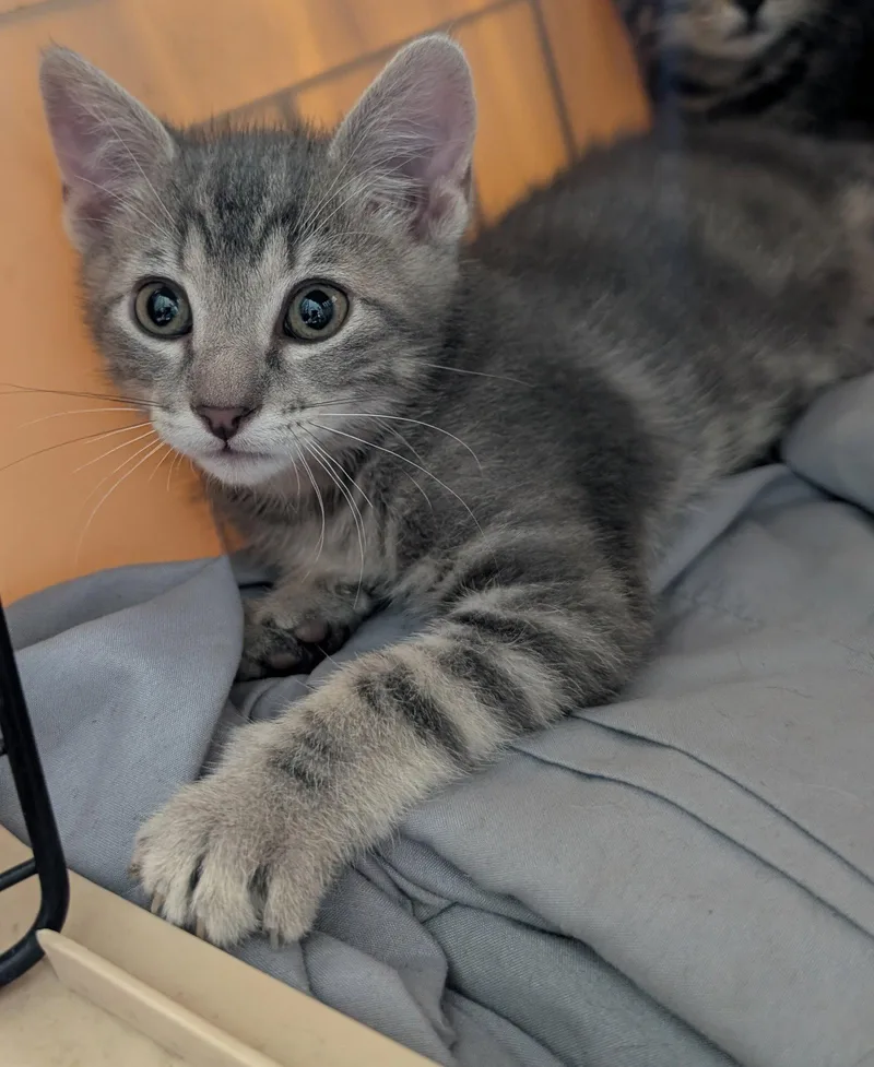 A baby medium-sized male Domestic Short Hair cat named Henry for adoption in Glendale, AZ