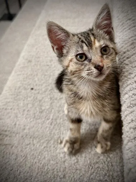 A baby small-sized female Domestic Short Hair cat named Tiramisu for adoption in Woodland, CA