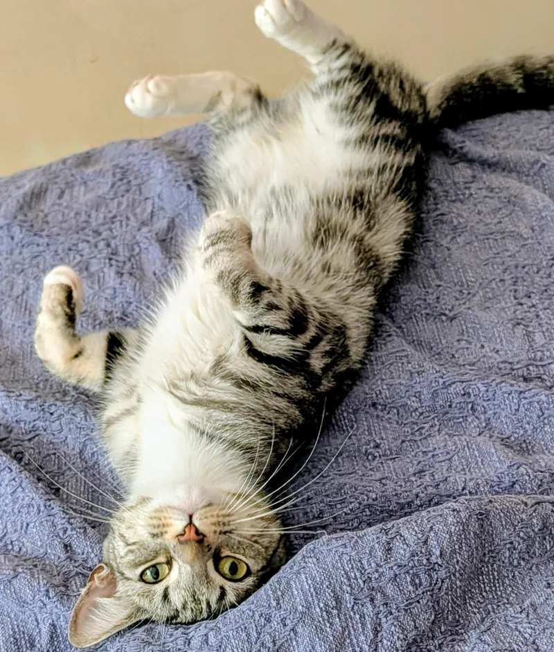 An adult medium-sized female Tabby (Gray / Blue / Silver) Domestic Short Hair cat named Luna for adoption in Kenhorst, PA