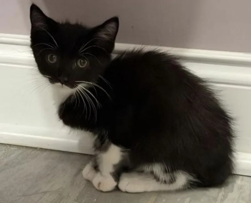 A baby small-sized male Domestic Short Hair cat named Harley for adoption in Clayton, NC