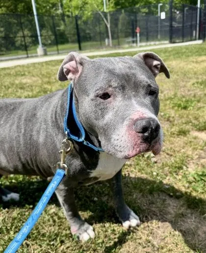 An adult large-sized female Mixed Breed dog named Diamond for adoption in Fairfax, VA
