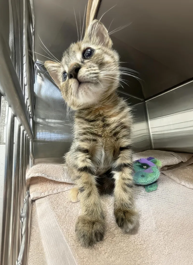 A baby medium-sized female Domestic Short Hair cat named Amy for adoption in Nashville, TN