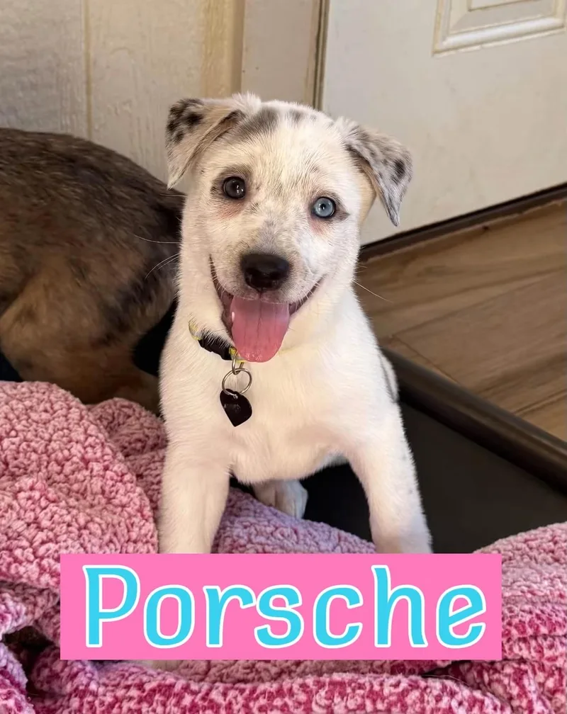 A baby medium-sized female Australian Shepherd dog named Porsche for adoption in Keller, TX