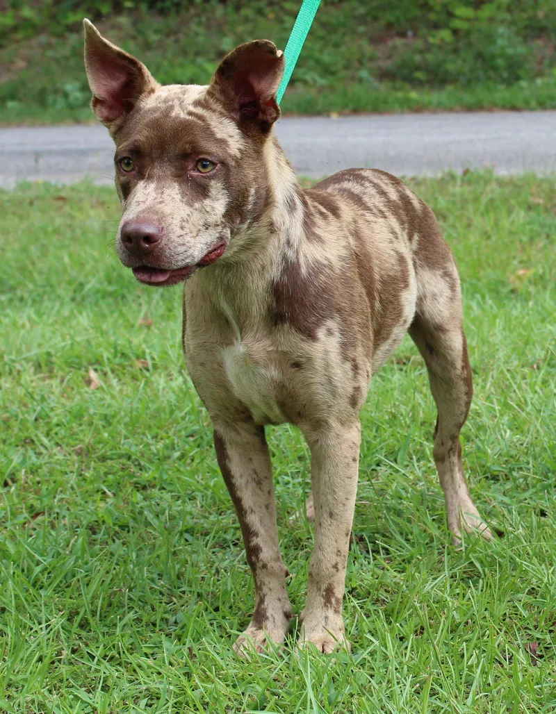 A young medium-sized male Catahoula Leopard Dog dog named Prince for adoption in Prattville, AL