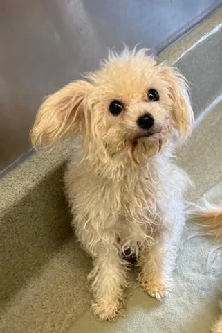 A young small-sized male Maltese dog named Brandon for adoption in San Martin, CA