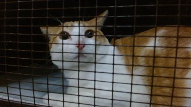 An adult small-sized male Domestic Short Hair cat named Ron for adoption in Miami, FL