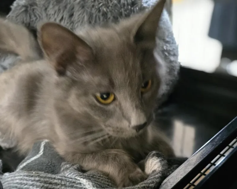 A young small-sized female Gray / Blue / Silver Domestic Medium Hair cat named Gigi for adoption in Southbury, CT