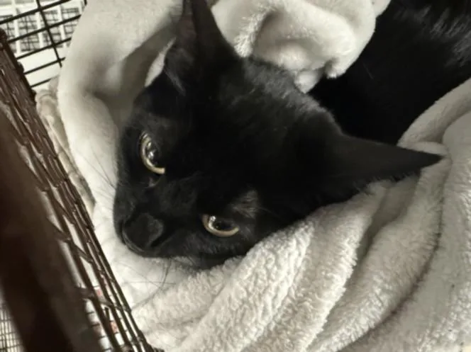 A young medium-sized female Domestic Short Hair cat named Gwen for adoption in Van Nuys, CA