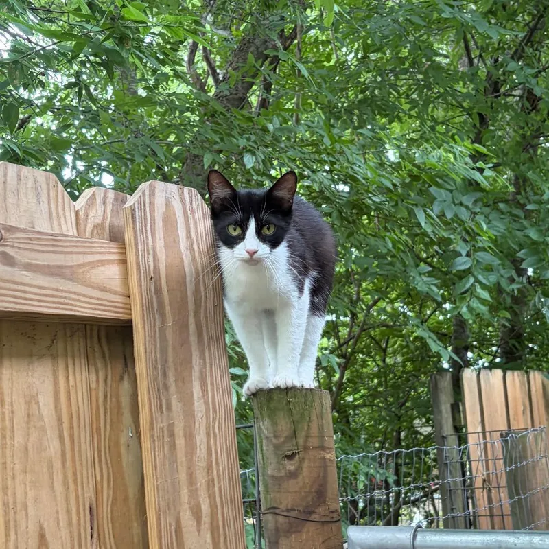 A young medium-sized female Black Domestic Short Hair cat named Lady Riley for adoption in Austin, TX