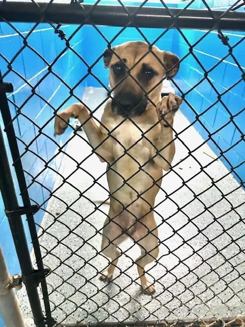 A young medium-sized female Brown / Chocolate Shepherd dog named Annabelle for adoption in Muskegon, MI