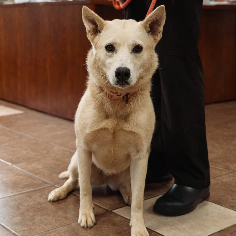 An adult small-sized female White / Cream Husky dog named Nia for adoption in Mocksville, NC