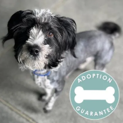 A young small-sized female Mixed Breed dog named Panda for adoption in Janesville, WI