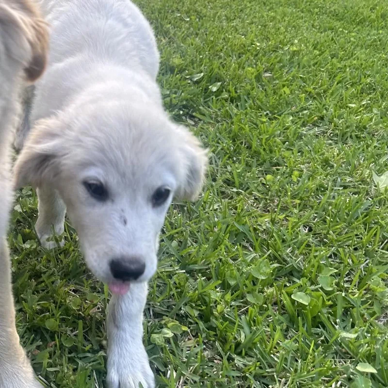A baby small-sized male Golden Golden Retriever dog named Poptart for adoption in Baton Rouge, LA