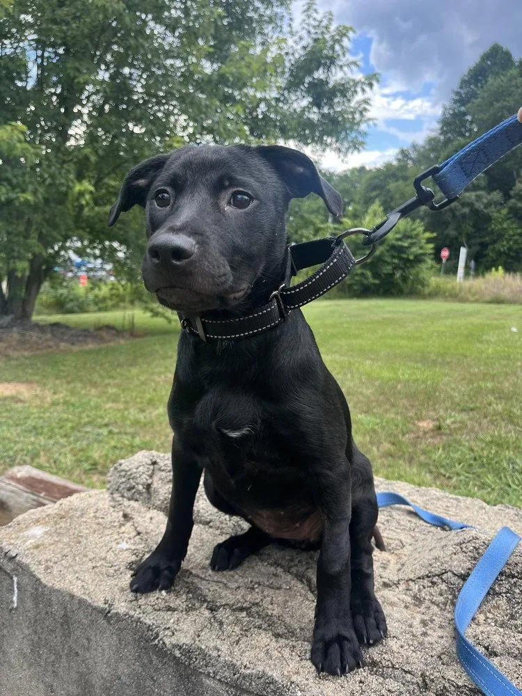 A baby medium-sized female Terrier dog named Gogo for adoption in Candler, NC