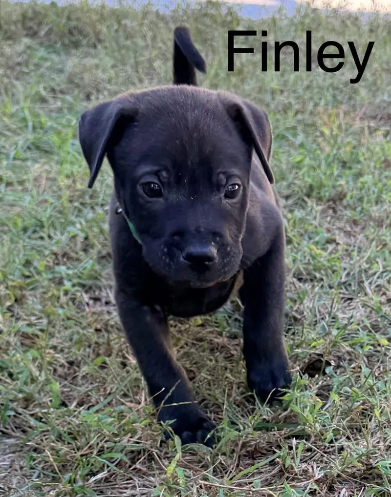 A baby medium-sized male Black Retriever dog named Finley for adoption in Pawleys Island, SC