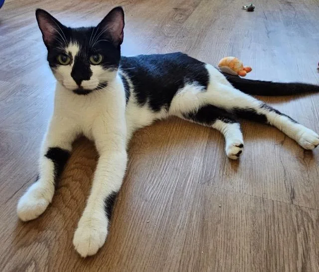 A young medium-sized female Domestic Short Hair cat named Cobweb Spider for adoption in Cincinnati, OH
