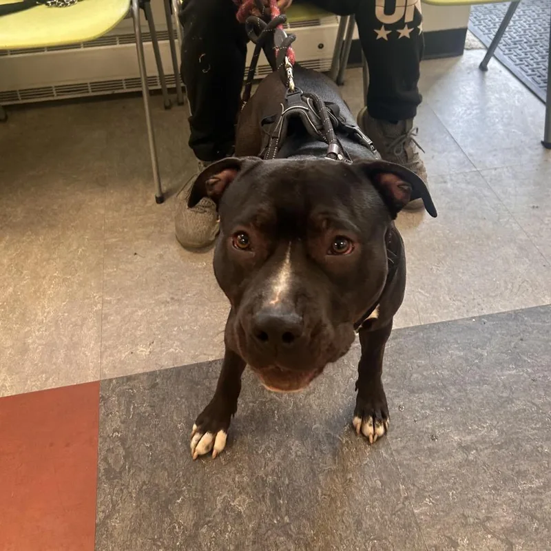 An adult large-sized male Black Pit Bull Terrier dog named Kylo for adoption in Philadelphia, PA