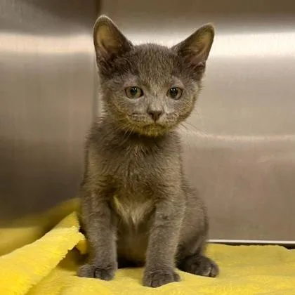 A baby small-sized male Domestic Short Hair cat named Pontoon for adoption in Wheaton, IL